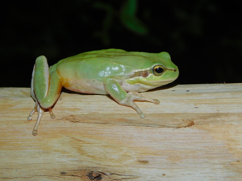 Mediterranean Tree Frog