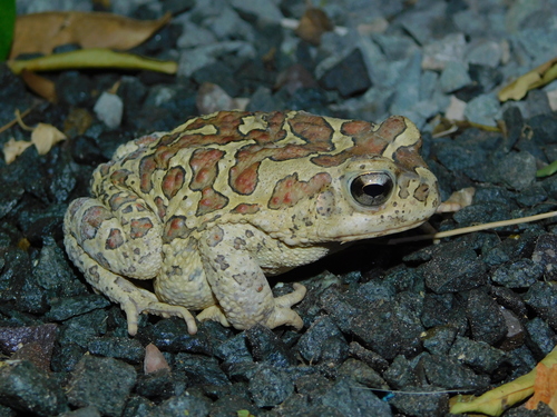 Mauritanian Toad