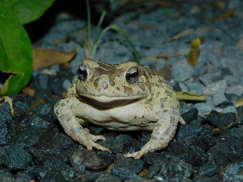 Mauritanian Toad