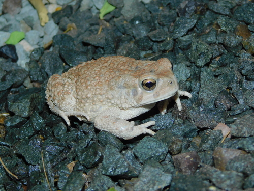 African Green Toad