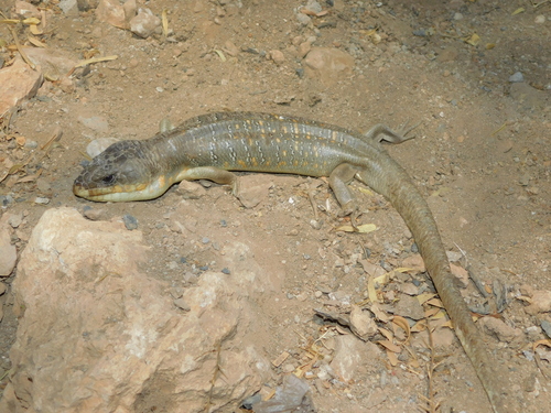 Algerian Skink