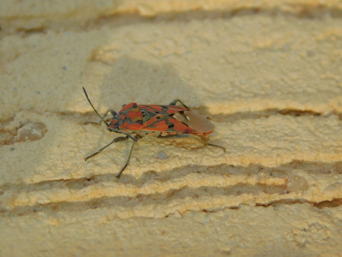 Indian Milkweed Bug