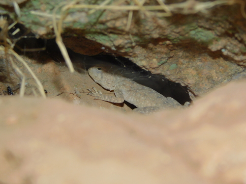 Bibron's Agama