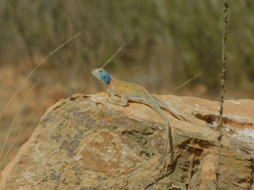 Bibron's Agama