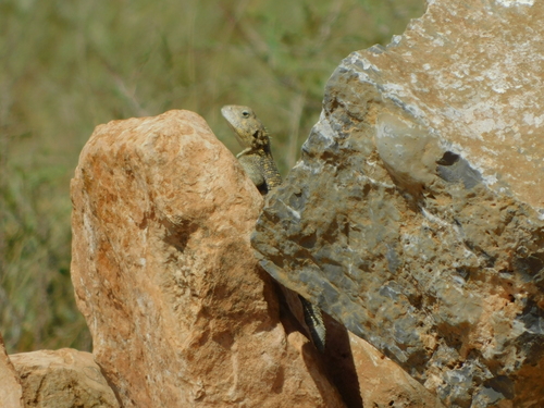 Bibron's Agama