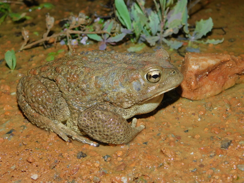 Mauritanian Toad