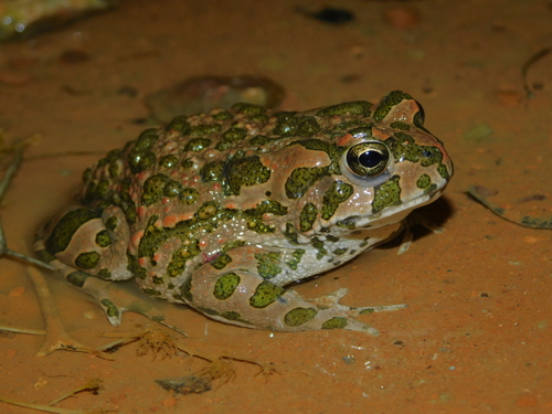 African Green Toad