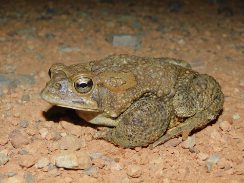 Mauritanian Toad