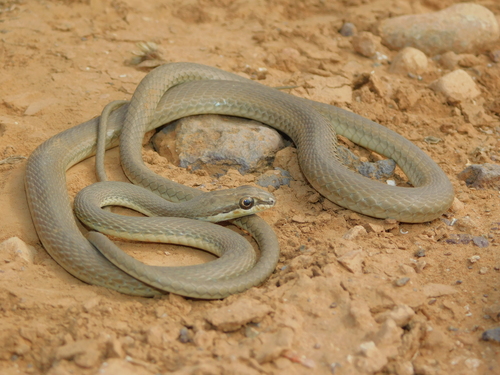 Forskal Sand Snake