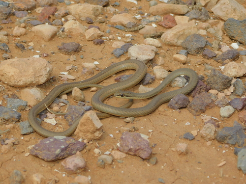 Forskal Sand Snake
