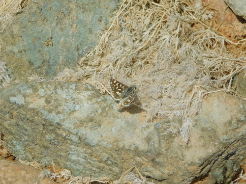 Desert Grizzled Skipper