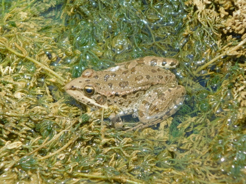 Sahara Frog