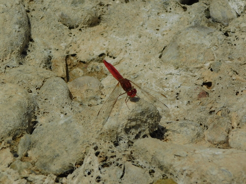 Broad Scarlet