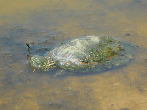 Saharan Pond Turtle