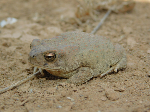 Mauritanian Toad