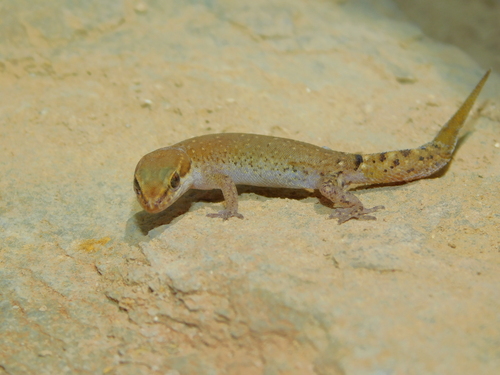 Brosset's Lizard-fingered Gecko