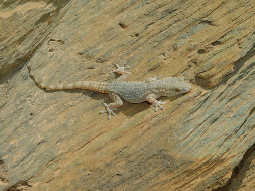 Moorish Gecko