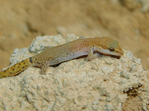 Brosset's Lizard-fingered Gecko