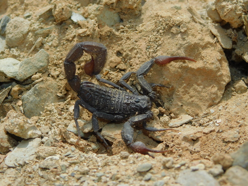 Hottentotta gentili