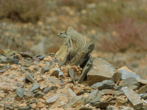 Barbary Ground Squirrel