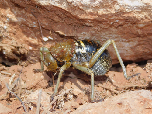 Eugaster spinulosa