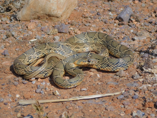 Horseshoe Whip Snake