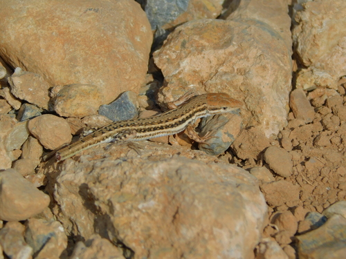 Simon's Desert Racer
