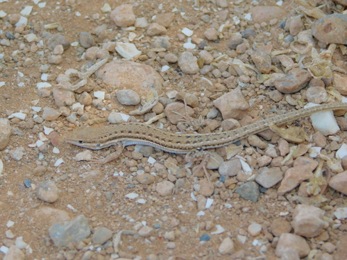 Simon's Desert Racer