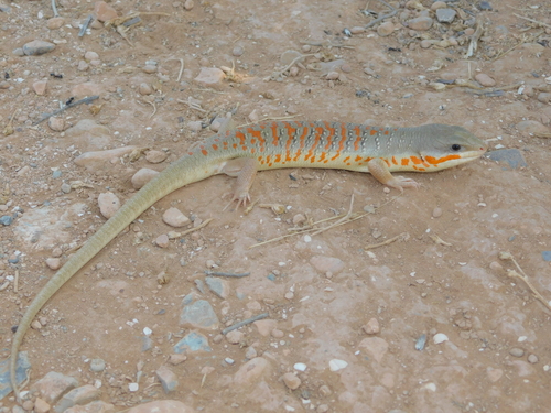 Algerian Skink