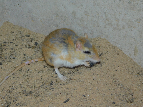 Cheesman's Gerbil