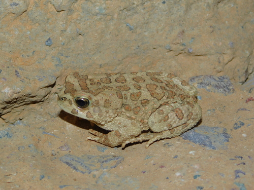 Mauritanian Toad