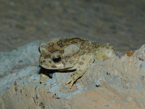 Mauritanian Toad
