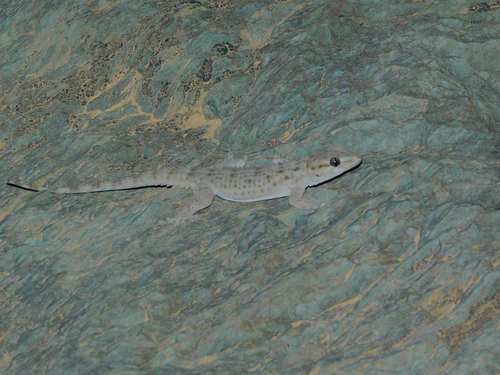 Moorish Gecko