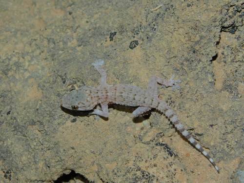 Moorish Gecko