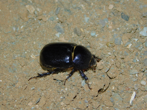Pentodon algerinus algerinus