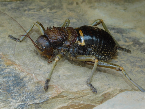 Eugaster spinulosa