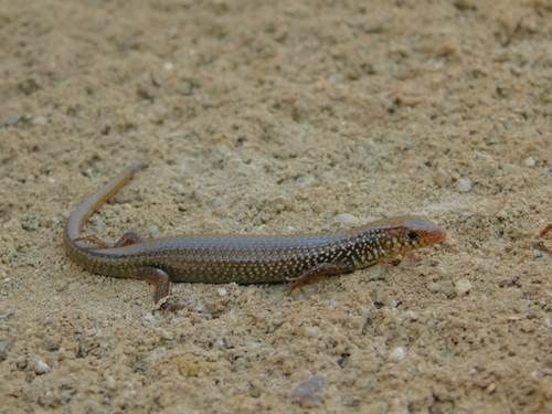 Many-scaled Cylindrical Skink
