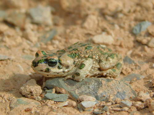 Brongersma's Toad