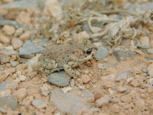 Brongersma's Toad