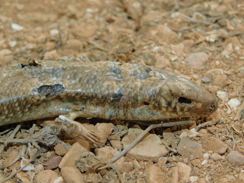 Many-scaled Cylindrical Skink