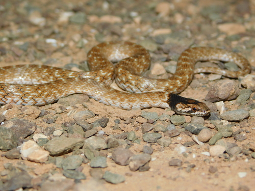 Iberian False Smooth Snake