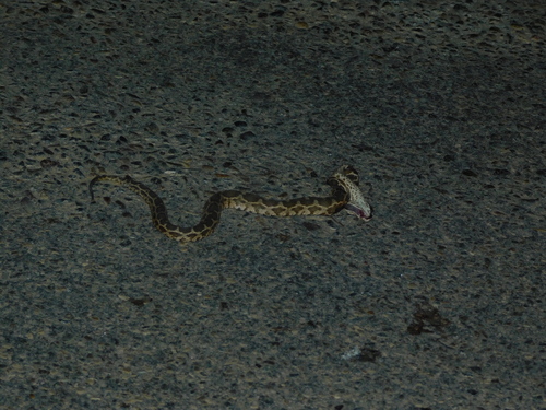 Moorish Viper
