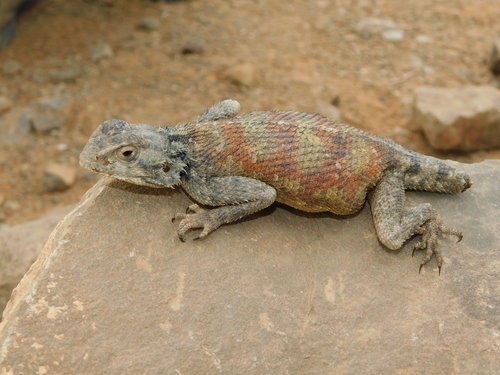 Bibron's Agama