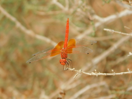 Orange-winged Dropwing
