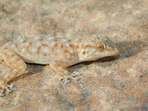 Algerian Fan-fingered Gecko