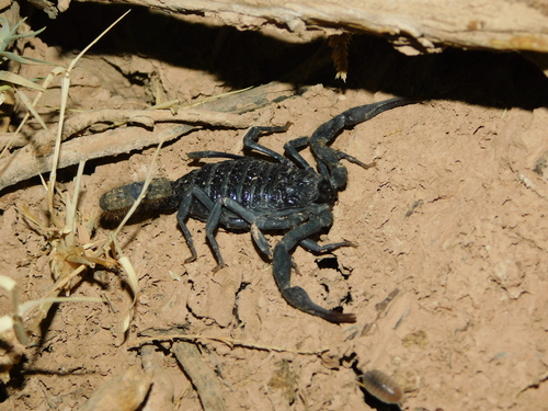 Hottentotta gentili