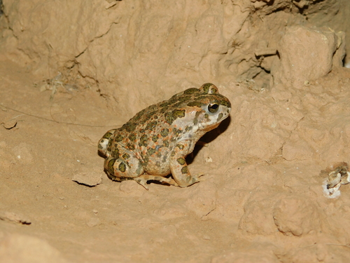 African Green Toad