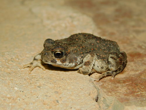Mauritanian Toad
