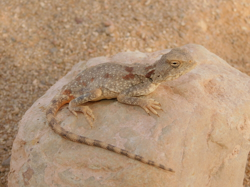 Moroccan Plain Agama
