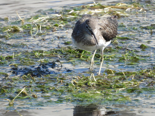 Green Sandpiper